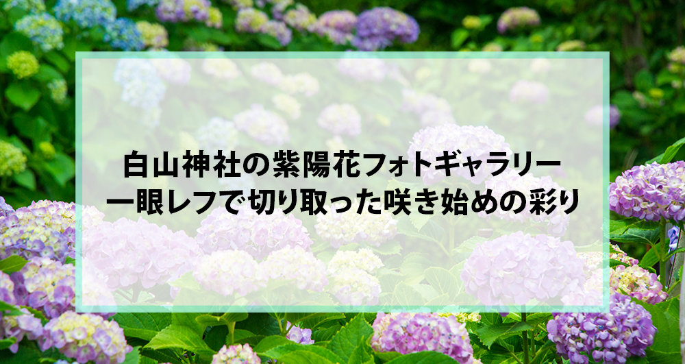 白山神社の紫陽花フォトギャラリー｜一眼レフで切り取った咲き始めの彩り
