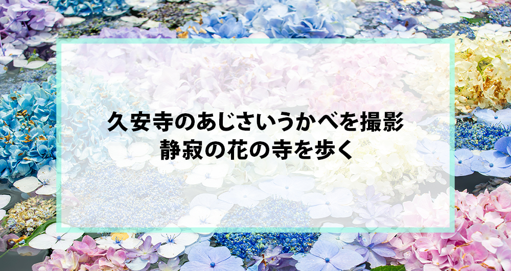 久安寺のあじさいうかべを撮影｜静寂の花の寺を歩く