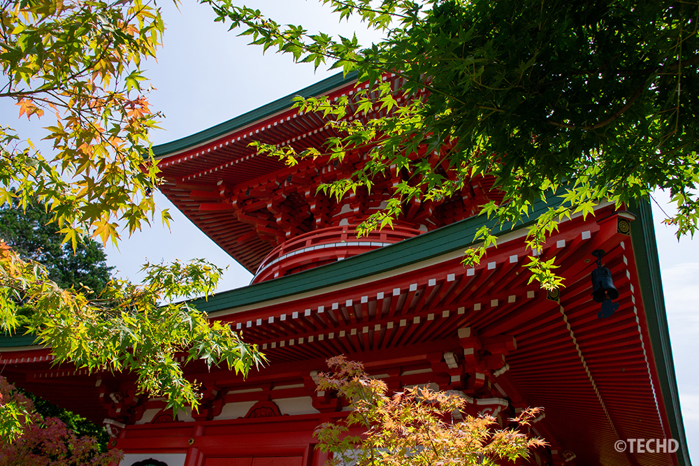 新緑のもみじに囲まれた朱塗りの多宝塔。和の彩りが美しい如意輪寺の境内風景