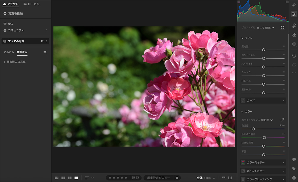 Lightroomの編集画面で、RAW現像中のピンクのバラの写真を調整している様子。右側パネルには明るさやコントラスト、ホワイトバランスなどの基本補正スライダーが表示されている。