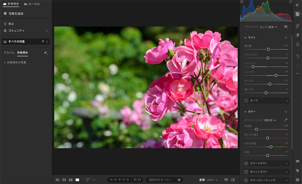 Lightroomの編集画面で、ピンクのバラの写真の色調補正を行っている様子。右側パネルには明るさやコントラスト、シャドウ、色温度、彩度などのスライダーが表示されている。