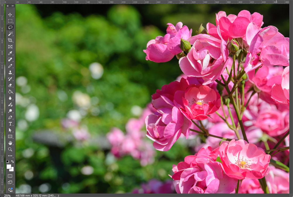Lightroomから送ったピンクのバラの写真がPhotoshopに読み込まれた編集画面。写真はそのまま加工や合成に進める状態になっている。