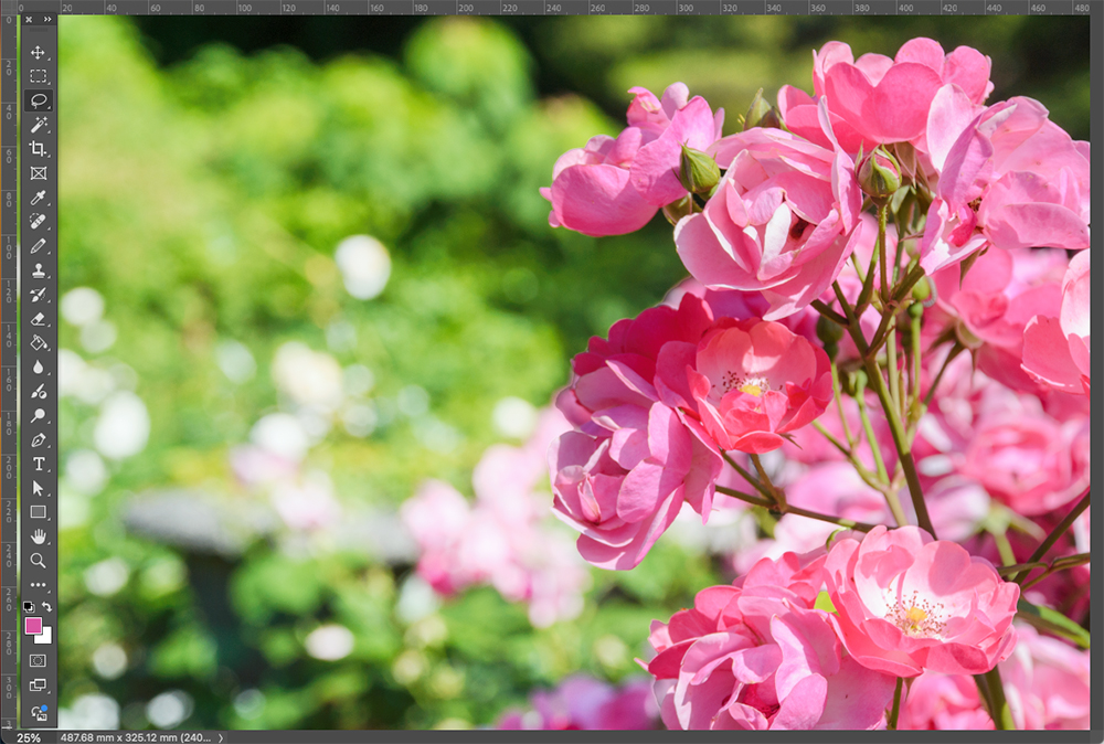 Photoshopの編集画面で、ピンクのバラの写真を細かく色調補正している様子。花びらや背景の色彩が調整され、全体的に明るく鮮やかに仕上がっている。
