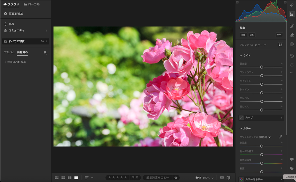 Photoshopで色補正したピンクのバラの写真が保存され、自動的にLightroomに反映された編集画面。