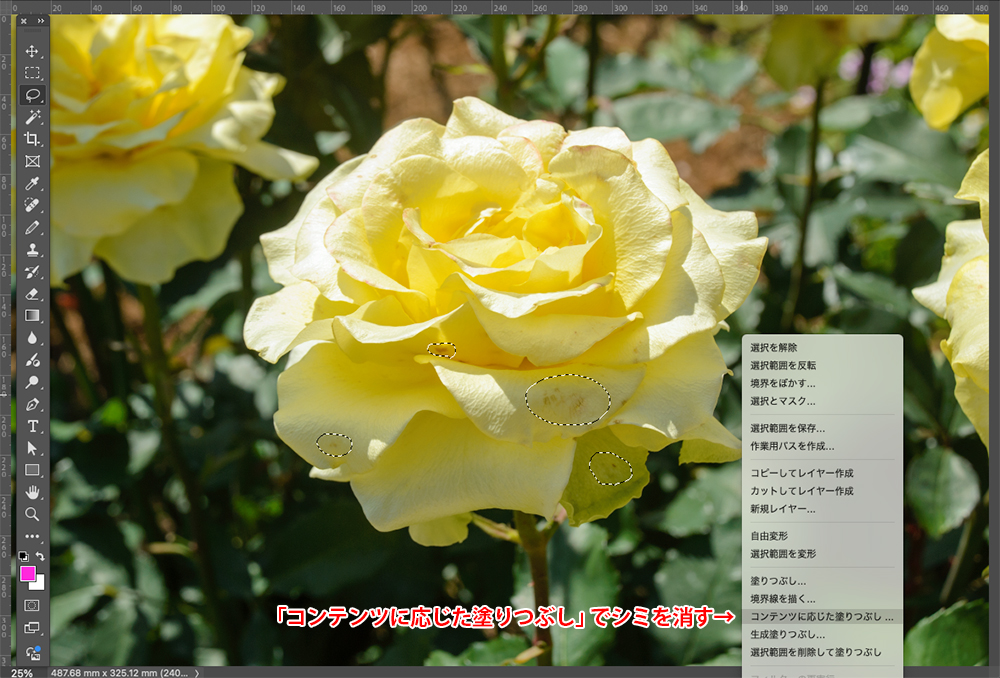Photoshopで黄色いバラの花びらを選択し、「コンテンツに応じた塗りつぶし」機能を使っている。（修正前）
