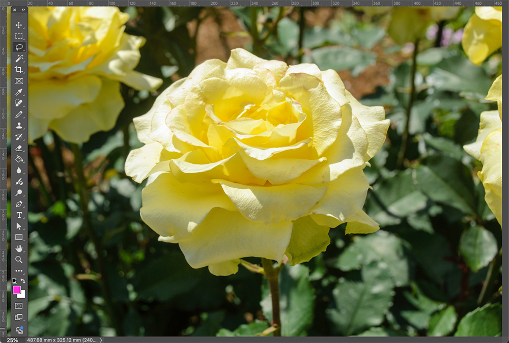 黄色いバラの花びらのシミを削除した編集画面（修正後）