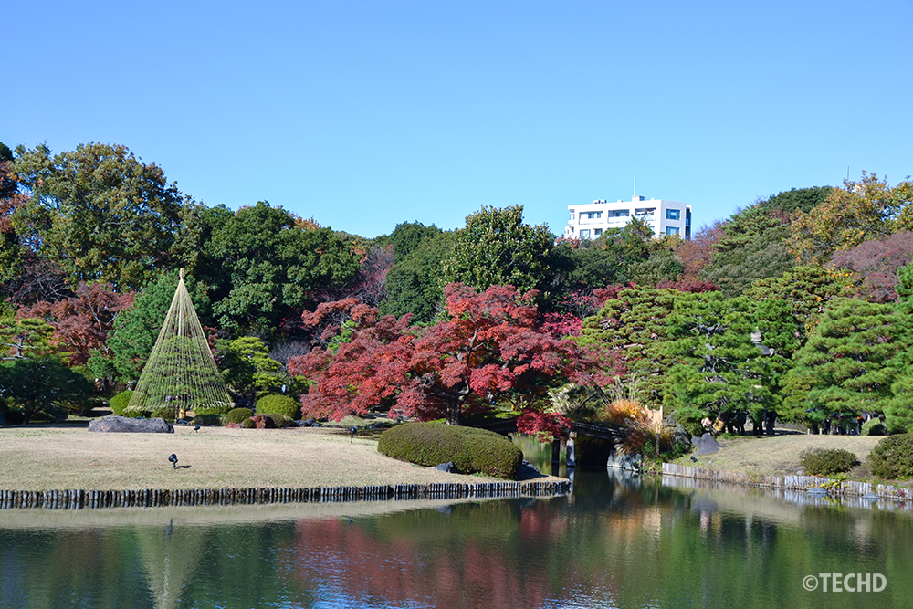 六義園の池のほとりに広がる紅葉と松の木々。澄んだ青空の下、水面に映る赤や緑の彩りが美しく、静かな庭園の秋景色を感じさせる風景。