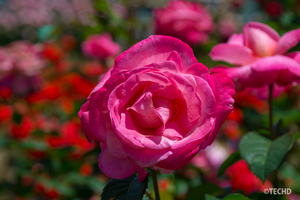 赤いバラのアップ写真。被写体を中央に配置した日の丸構図で、余白がなくデザインに使いにくい例