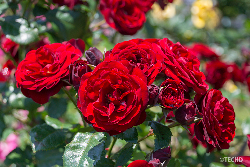赤いバラのクローズアップ写真。恋愛や結婚、ギフトの象徴として広告に使いやすいイメージ