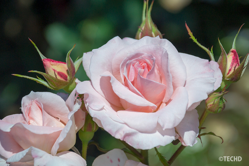 淡いピンク色のバラのクローズアップ。主題が強すぎて、広告素材としての用途が限定される構図