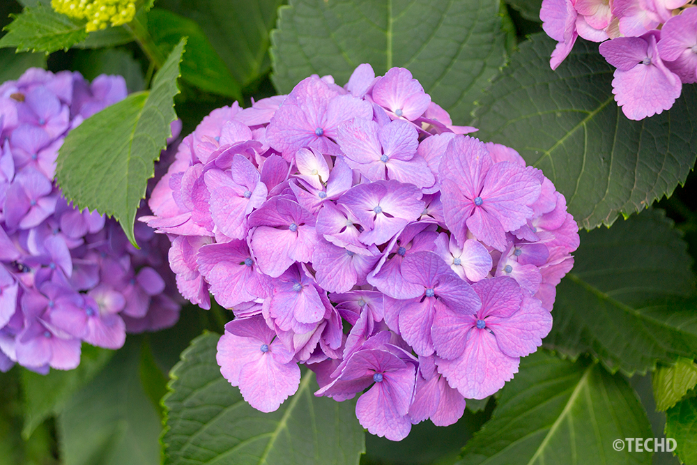 紫陽花の花を中央に大きく配置した写真。美しいが余白がなく、背景素材としては使いにくい
