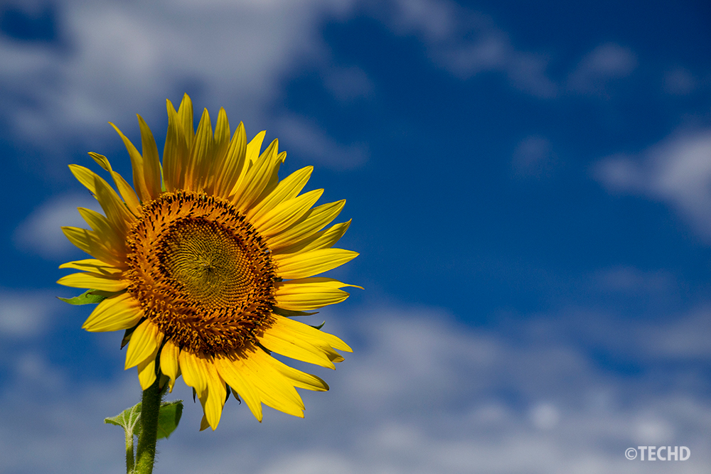 青空を背景にしたひまわりのアップ写真。構図が典型的で、他の写真との差別化が難しい例