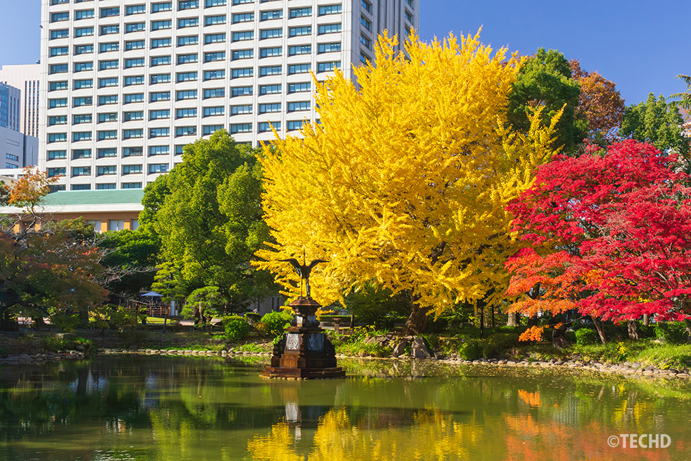 日比谷公園の雲形池に映る黄金色のイチョウと真っ赤なモミジ。秋の陽光を受けて輝く紅葉が、水面の反射とともに都心の季節の彩りを映し出す風景。