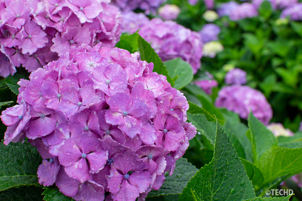 紫陽花のクローズアップ写真。梅雨や季節感を表現する広告素材として需要がある