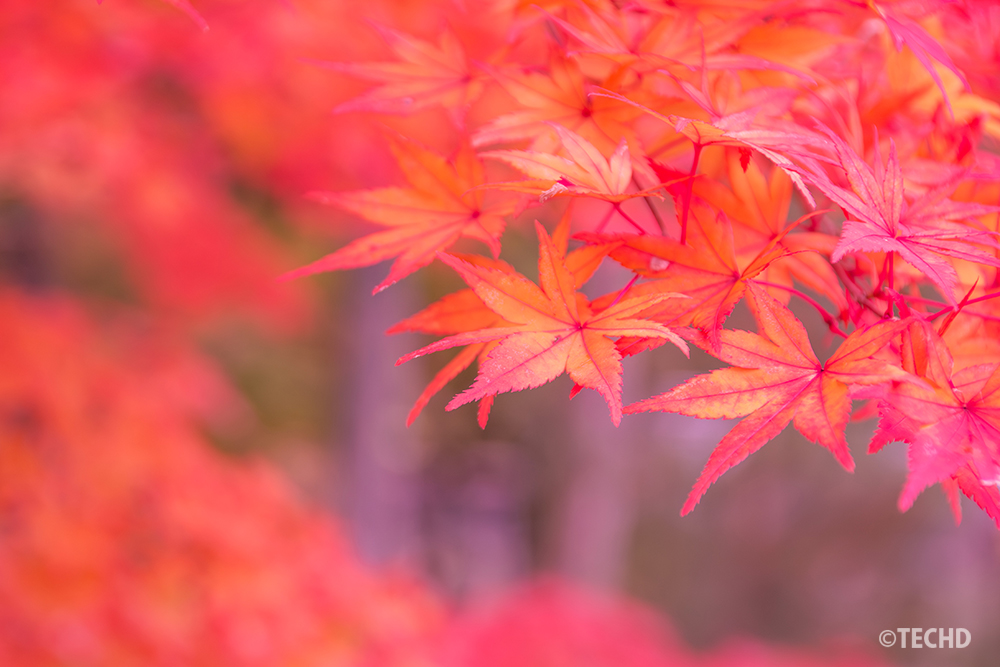 浅い被写界深度で撮影した赤と橙のモミジの紅葉。柔らかなボケと広い空間を活かし、テキストを配置しやすい背景素材としても使いやすい構図。