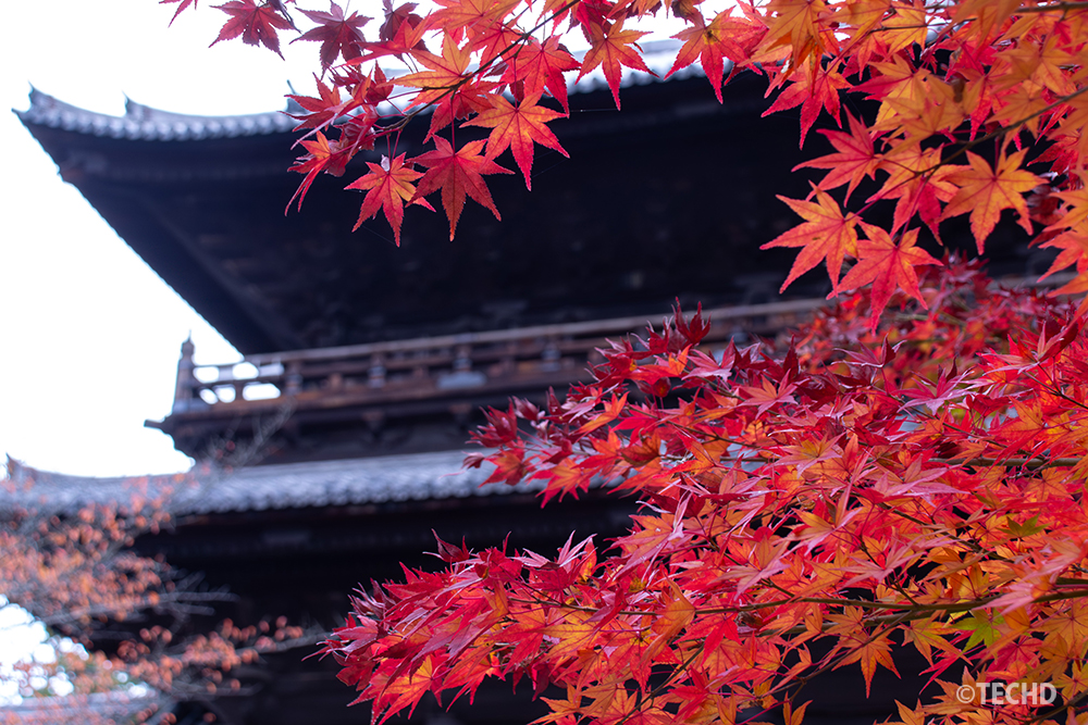 京都の寺院を背景にした赤いモミジの紅葉。曇り空の柔らかな光の下で撮影され、落ち着いたトーンと深みのある色合いが印象的な秋の風景。