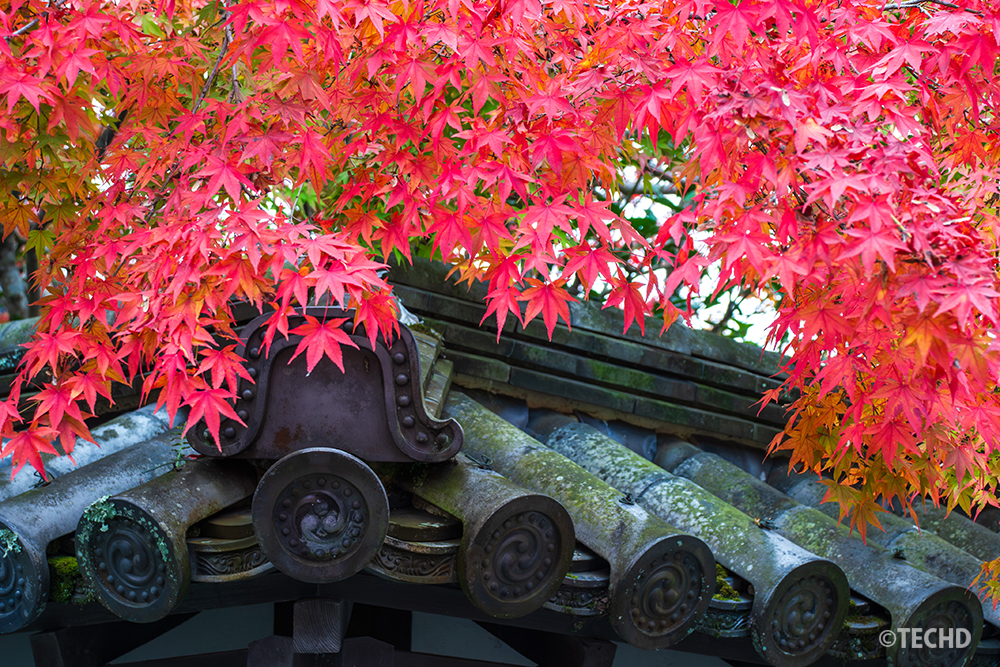 京都の寺の瓦屋根に垂れ下がる真っ赤なモミジの紅葉。伝統建築と秋の彩りが調和し、日本の情緒を感じさせる風景。