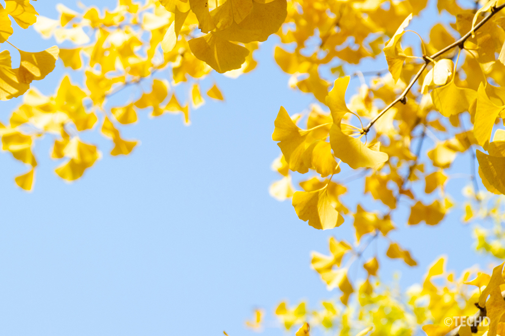 青空を背景に枝いっぱいに広がる黄色いイチョウの葉。明るい色調と空間を活かした構図で、背景素材やバナーにも使いやすい秋の情景。