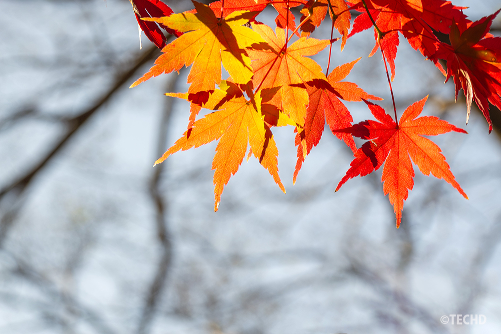 逆光に照らされて輝く赤と橙のモミジの葉。光が透けて色のグラデーションが際立ち、秋らしい温かみを感じさせる構図で撮影された紅葉。