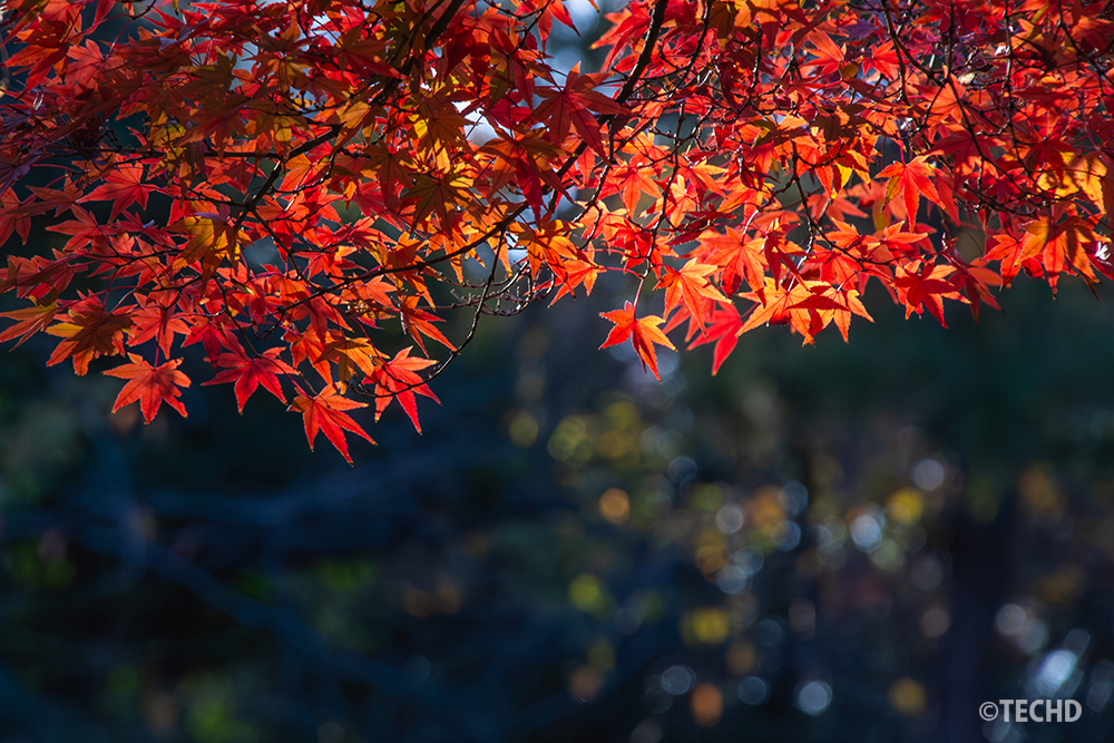 秋の日差しに照らされた真っ赤なモミジの葉。背景の柔らかなボケが紅葉の色づきを引き立て、季節の深まりを感じさせる情景。