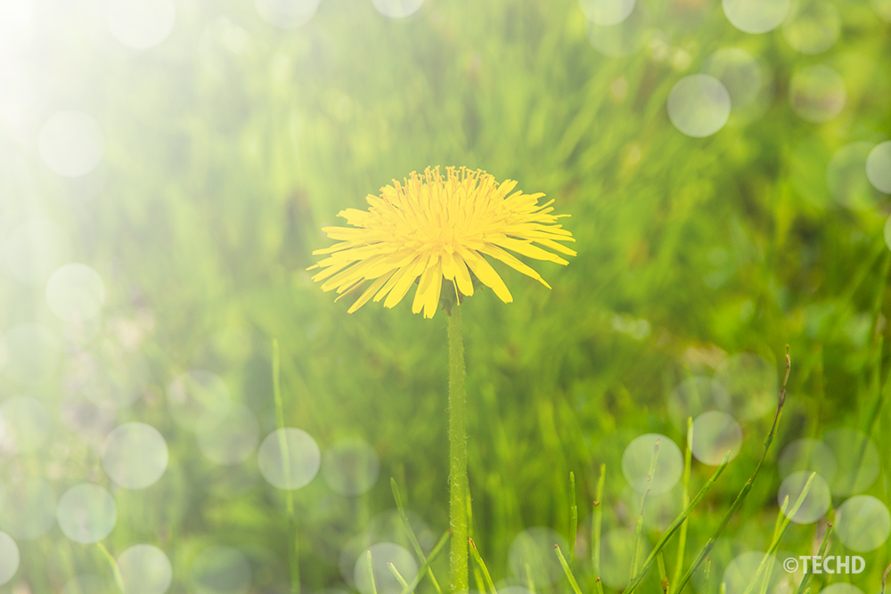 青空を背景にした一輪のたんぽぽ。余白があり、春のイメージやコピー用スペースとして使いやすい