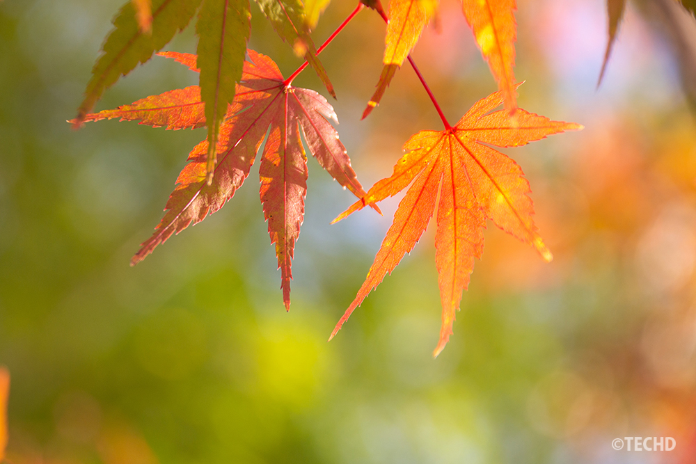 朝の柔らかな光に照らされたモミジの紅葉。低い太陽光が透けて赤やオレンジの葉を優しく浮かび上がらせる、落ち着いた色合いの秋の情景。