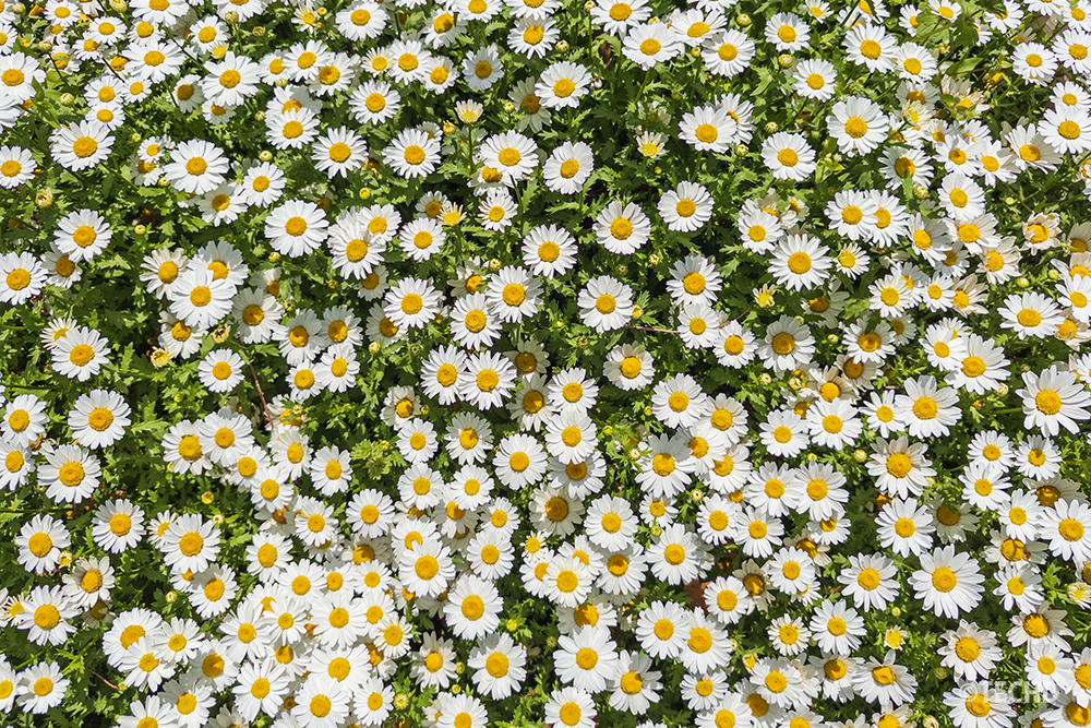 ノースポールの花が群生して咲く様子。背景やパターン素材として利用できる構図