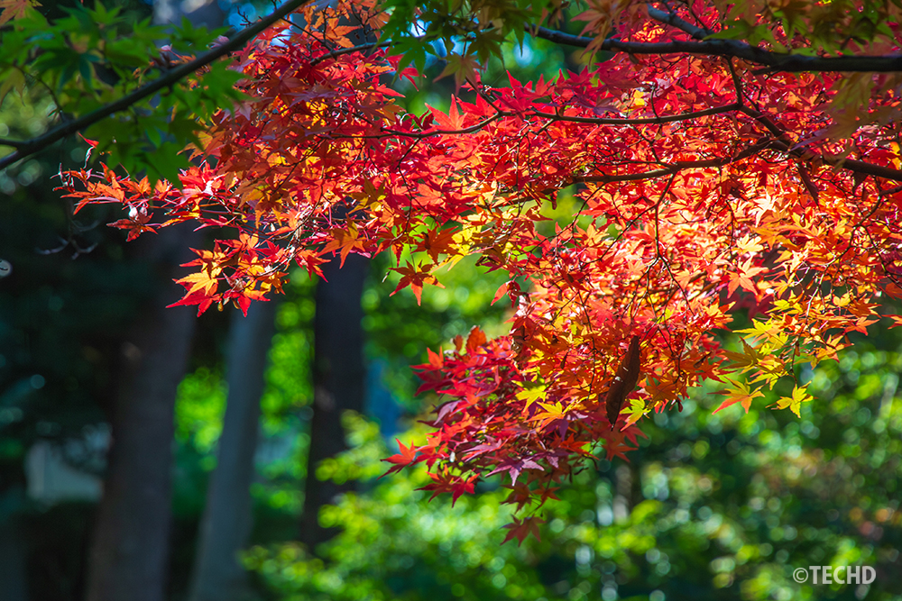赤や橙に色づいたモミジの葉を、緑の背景を入れることで紅葉の色が引き立ち、奥行きと抜けのある構図に仕上げた一枚。