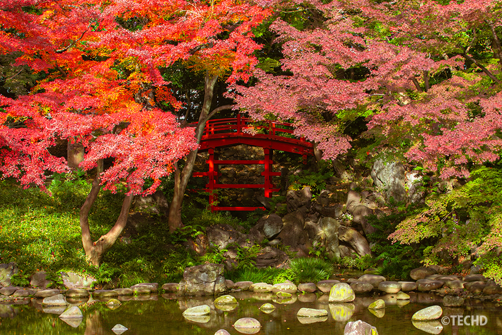 小石川後楽園の朱色の通天橋と、周囲を彩る鮮やかな紅葉。池の水面に光と反射が美しく調和した日本庭園の秋景色。