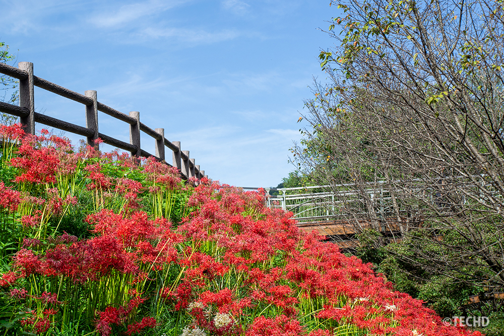 あいあい橋の近くに広がる曼珠沙華の花畑。赤い花々と青空が対比的に映える風景写真。