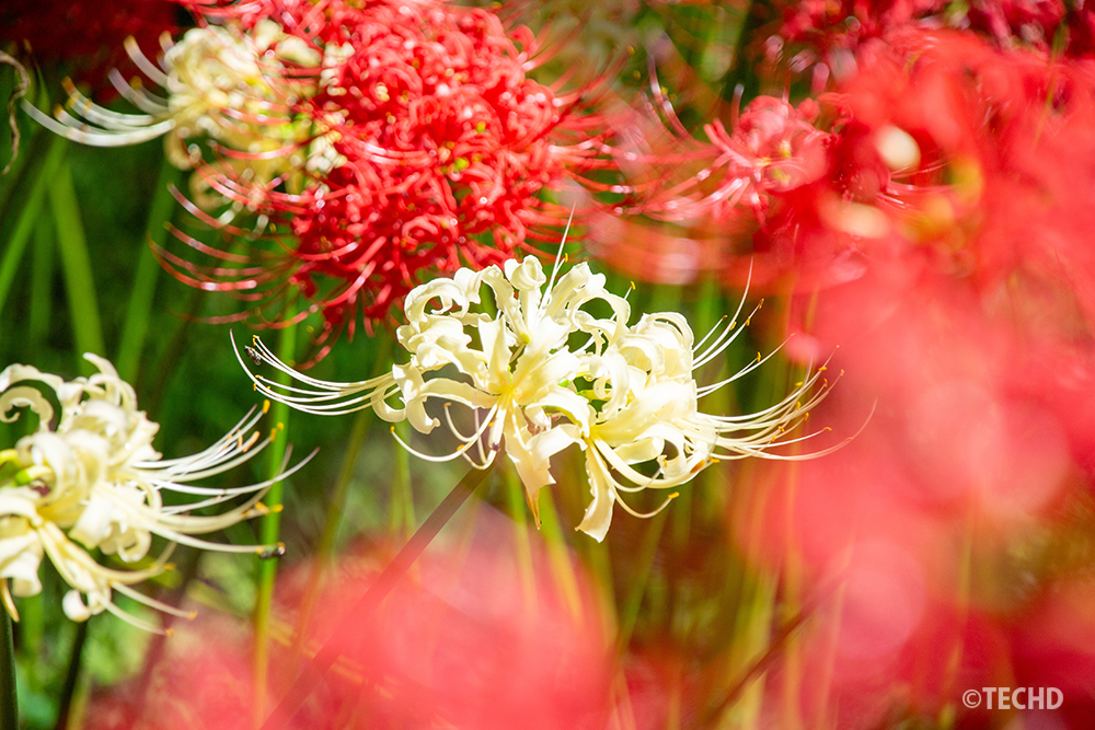 赤い曼珠沙華を前ボケに使い、中央の白い曼珠沙華を日の丸構図で撮影。全体が柔らかくふんわりした雰囲気の写真。