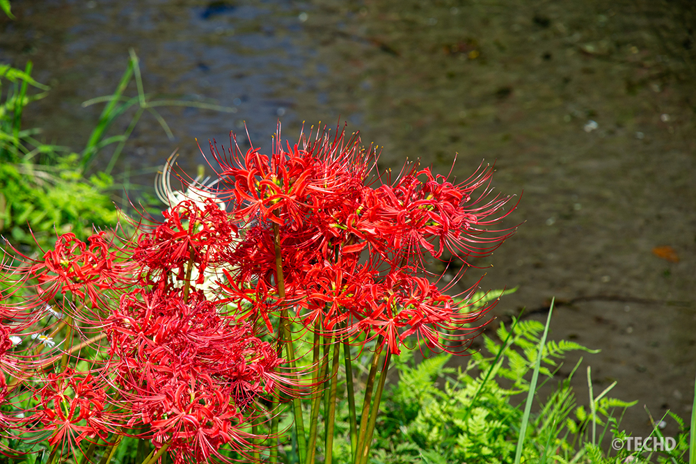 川の近くに咲く赤い曼珠沙華。水面を背景にした鮮やかな赤色の花のクローズアップ写真。