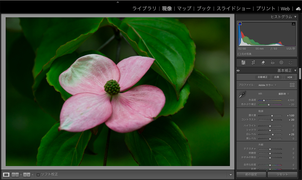 全体的に暗めになったヤマボウシの画像をLightroomで露光量と白レベル、コントラストを調整した画面