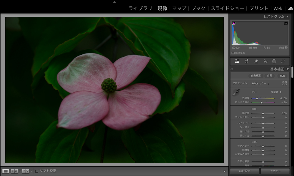 曇りの日に撮影した全体的に暗めになったヤマボウシの画像をLightroomに読み込んだ画面