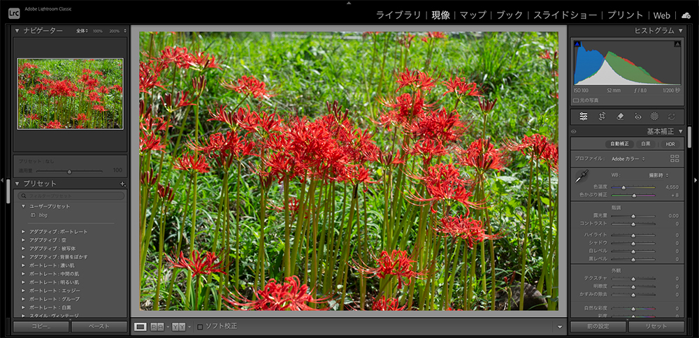 Lightroom Classicの現像画面。中央に彼岸花の写真、右に露光量やコントラストなど細かな調整スライダー、左にプリセット一覧が表示されている