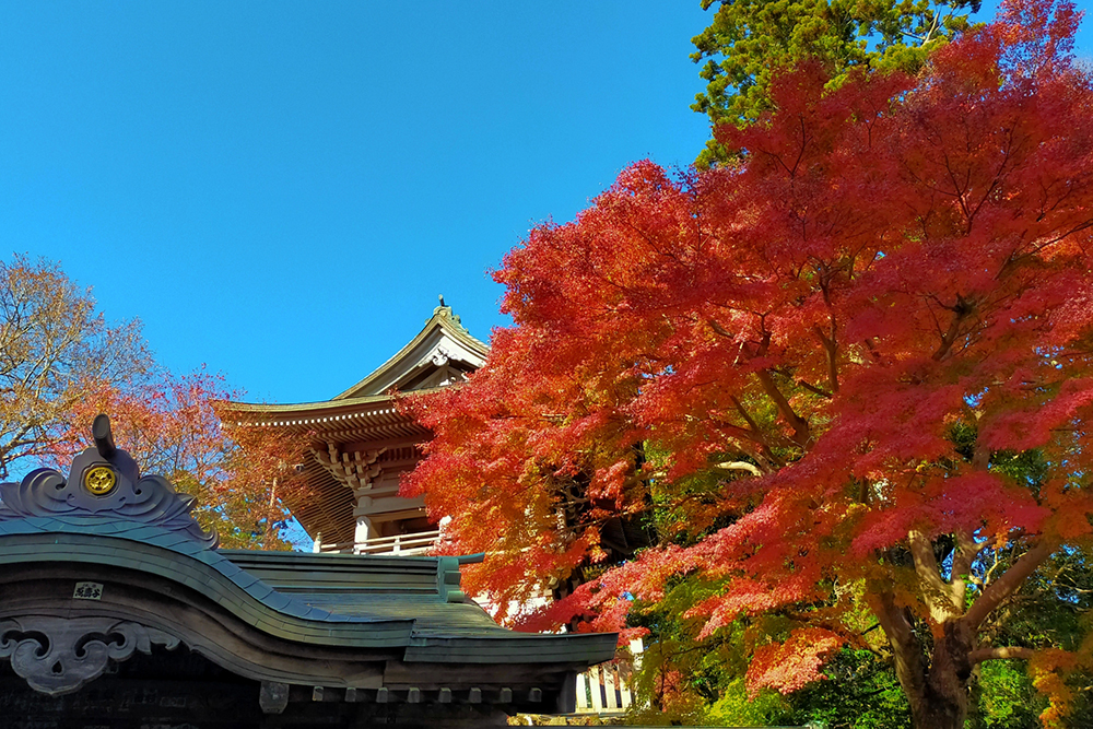 高尾山の薬王院を背景に、真っ赤に色づいたモミジが広がる秋の風景。青空に映える紅葉と寺院の屋根が調和し、日本らしい自然と建築の美しさを感じさせる一枚。
