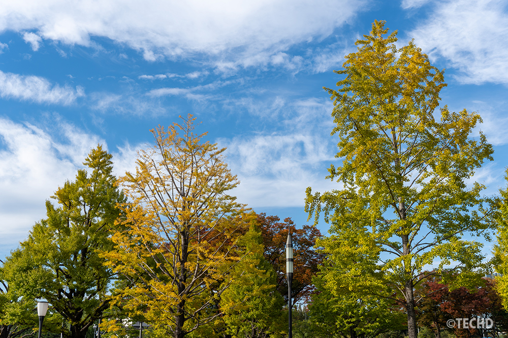 秋の行幸通りで撮影したイチョウ並木の風景。青空の下、黄葉したイチョウと色づいた木々が並び、Sony ZV-E10で鮮やかに描写されている。