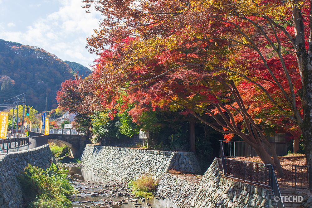高尾山口駅近くの川沿いで色づく紅葉。さくら広場では赤や黄色の葉が光に照らされている。