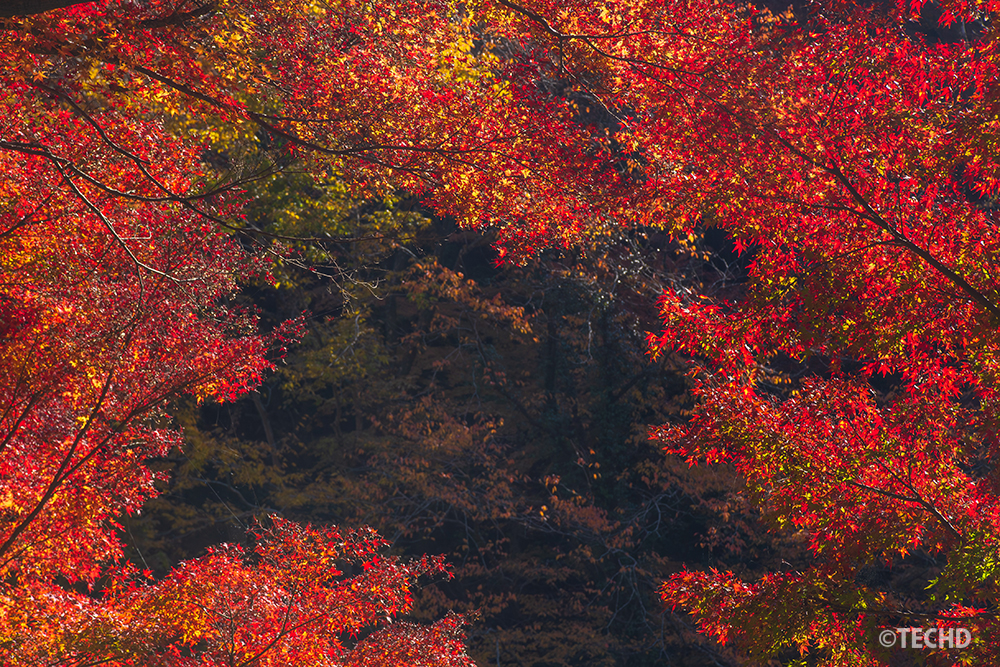 高尾山の山道で、光に照らされて鮮やかに輝く赤いモミジ。暗い背景に赤が浮かび上がる秋の風景。