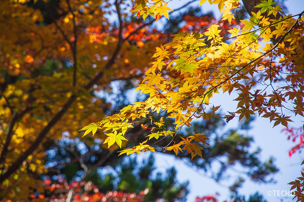 高尾山の山道で光に照らされた黄色いモミジの葉。後ろに赤やオレンジなどの紅葉が重なる秋の彩り。