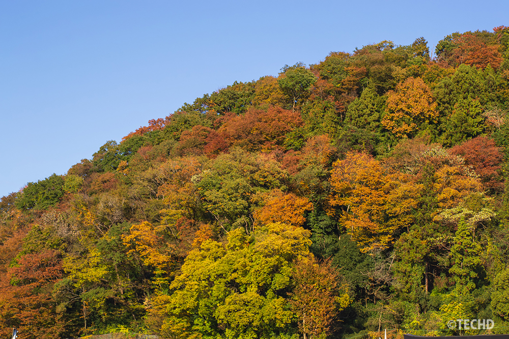 高尾山口駅の周辺から見上げた別方向の山肌。赤・黄・緑が混ざる秋の木々が青空の下で色づいている。