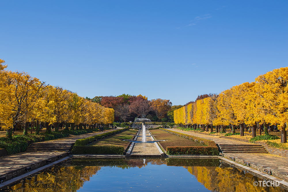 カナール沿いに続く昭和記念公園のイチョウ並木。青空と噴水が奥に続く開放感あふれる秋の風景。