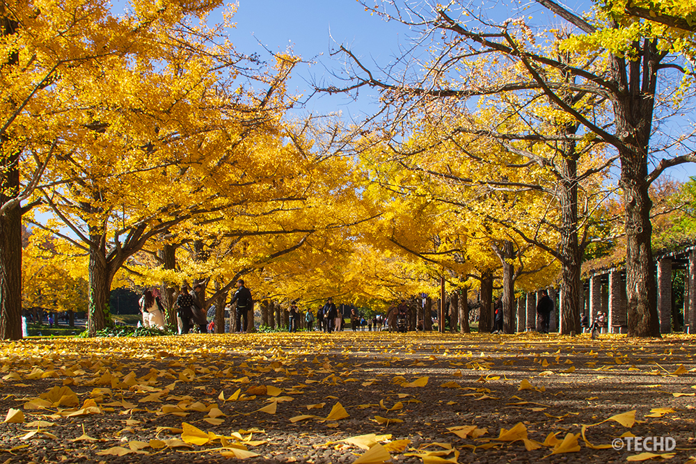 昭和記念公園のイチョウ並木を低いアングルから撮影した秋景色。落ち葉の絨毯と黄金色のトンネル。
