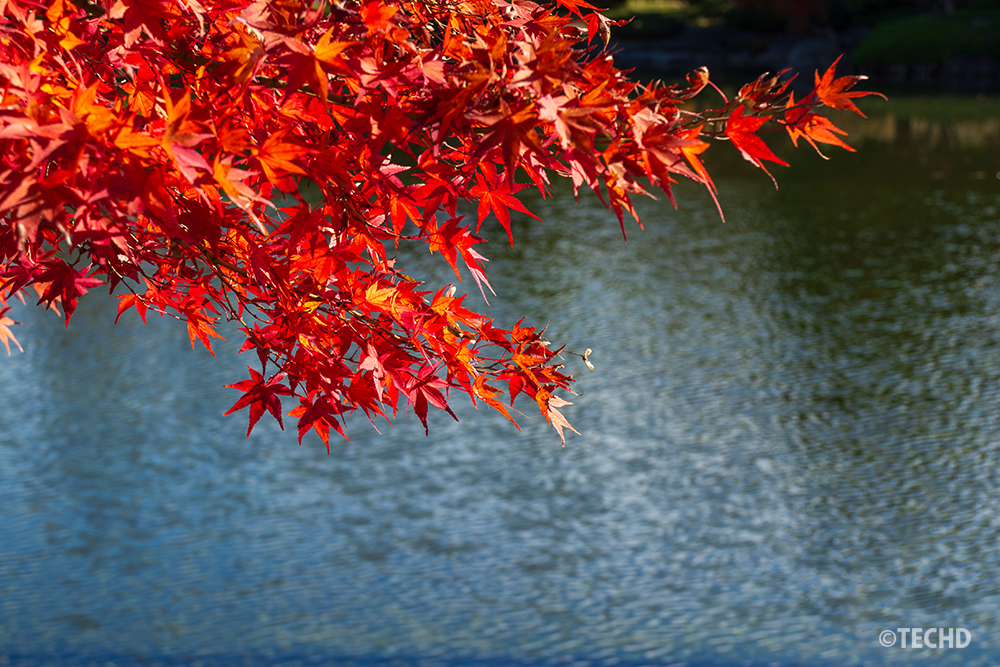 日本庭園の池のそばで色づく鮮やかなモミジ。水面を背景に赤い葉が映える秋の風景。