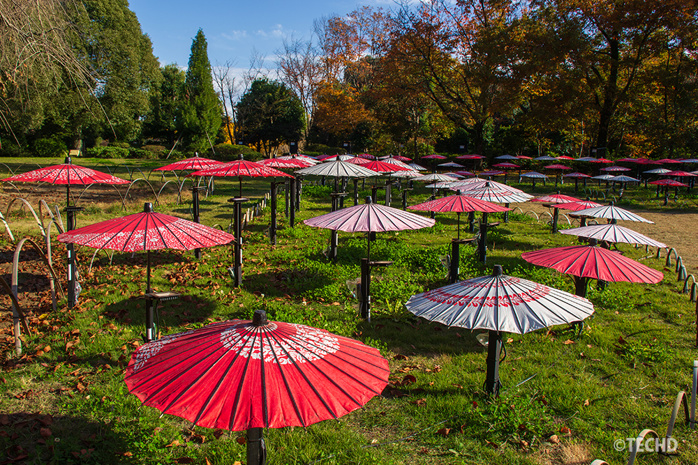 昭和記念公園の芝生広場に並んだ赤と白の和傘インスタレーション。秋空の下で映える期間限定展示。