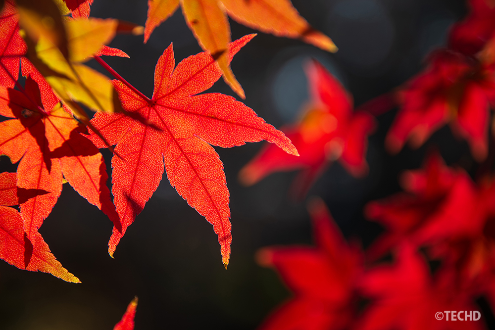 陽の光を透かして輝くモミジの葉をクローズアップ撮影。葉脈まで浮き出る鮮やかな赤が印象的。