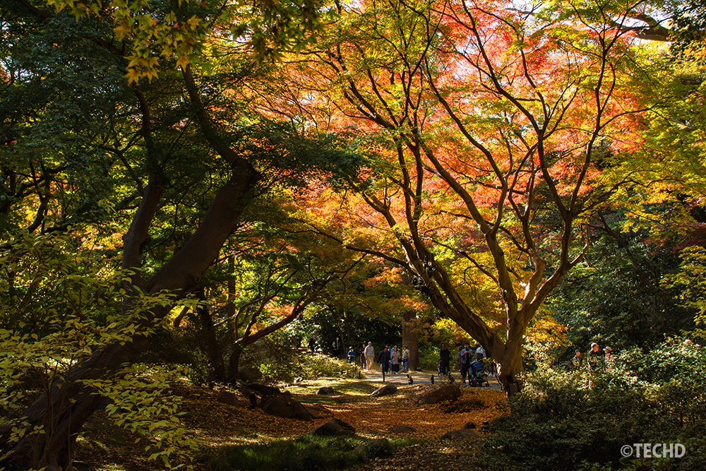 六義園の水香江で、逆光に照らされたモミジが黄金色に輝き、緑・橙・赤のグラデーションが広がる様子を撮影した写真。