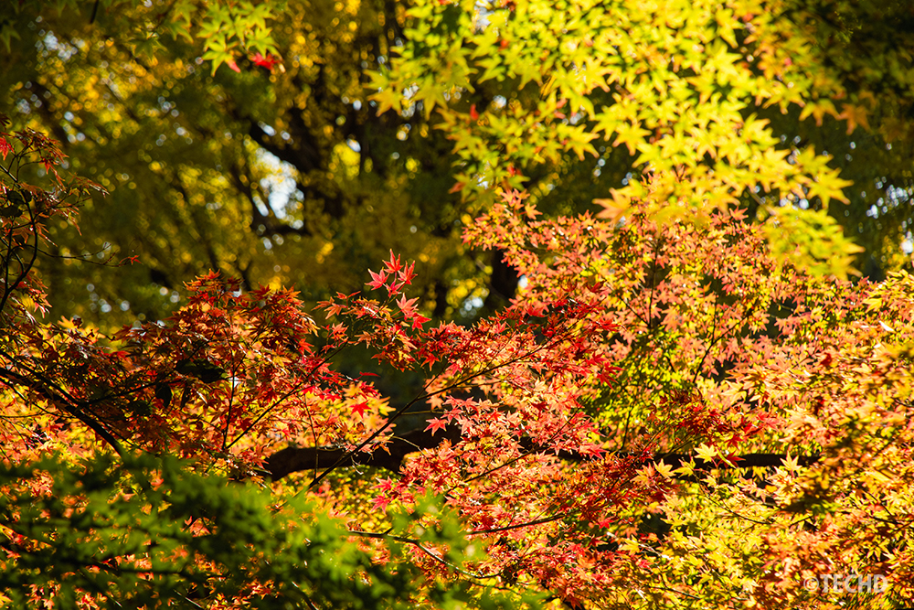 六義園で撮影した、緑・黄色・橙・赤のグラデーションが同時に見られる色づき途中のモミジ。光が差し込み、葉の重なりが立体的に浮かび上がっている様子を捉えた写真。