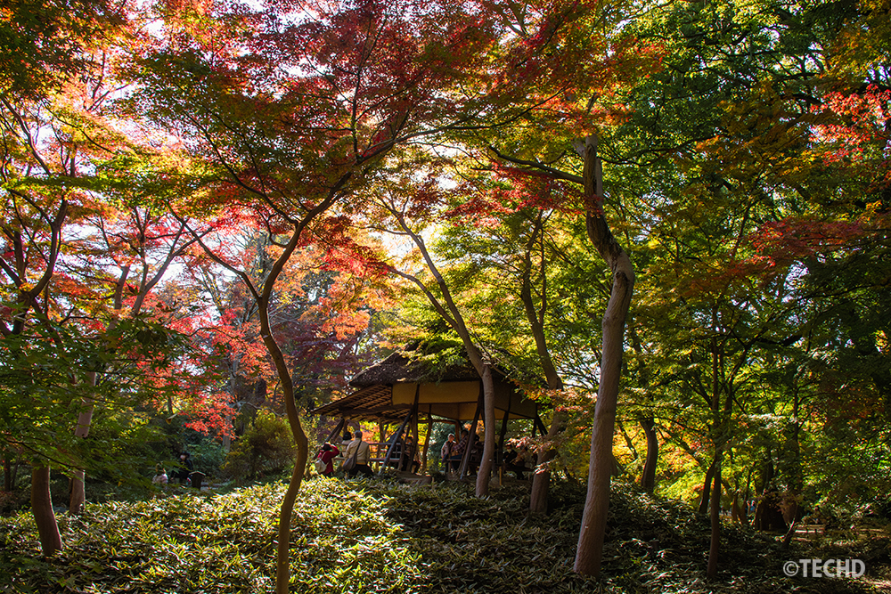 六義園のつつじ茶屋周辺で、色づいたモミジが光に照らされて輝く様子を捉えた写真。茅葺き屋根の東屋と紅葉が重なる秋の風景。