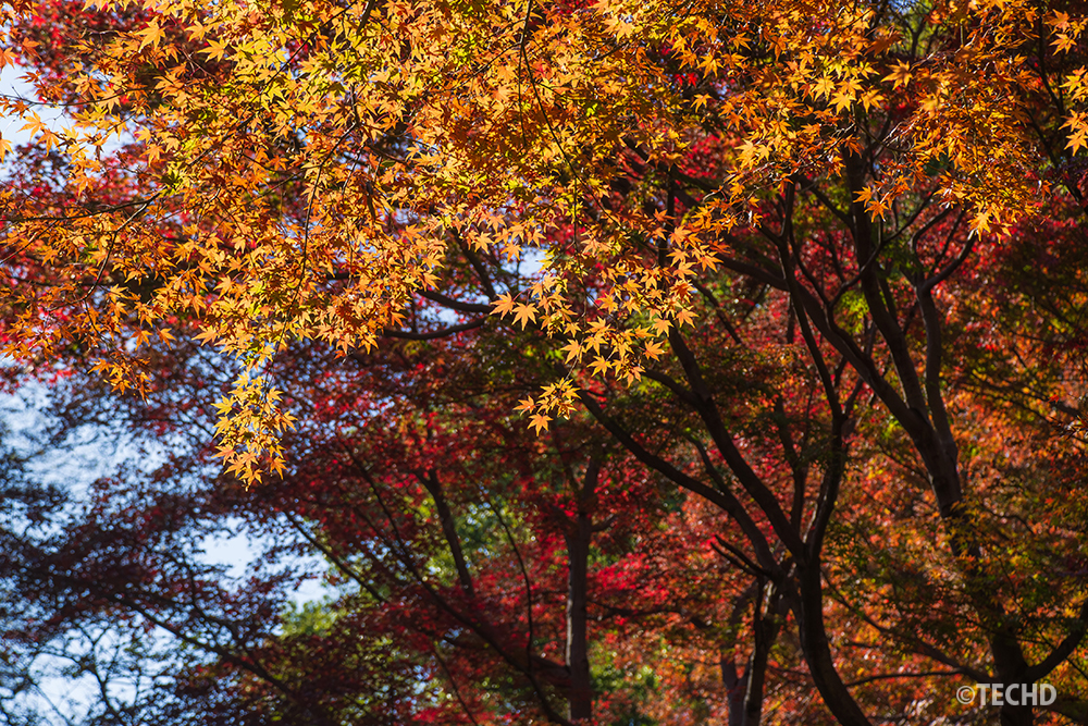 六義園・水香江周辺で、手前のオレンジ色のモミジが日差しを受けて明るく輝き、背景の深い赤い紅葉が陰影として映える様子を捉えた写真。